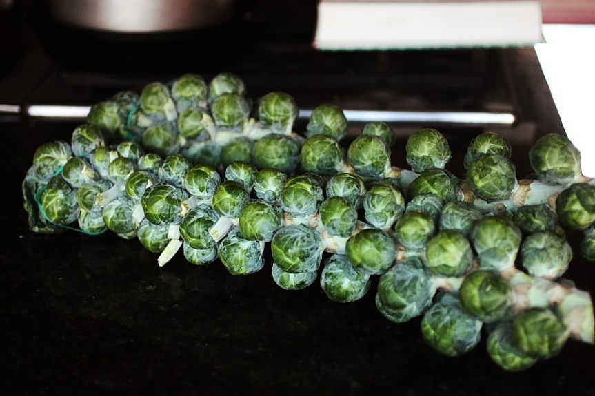 sprouts3